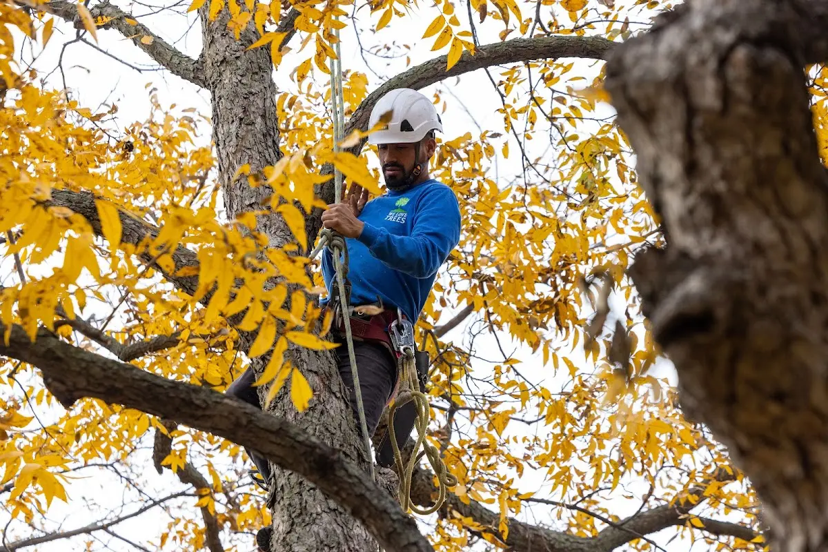 Skilled Tree Transplanting crew working in Manilla